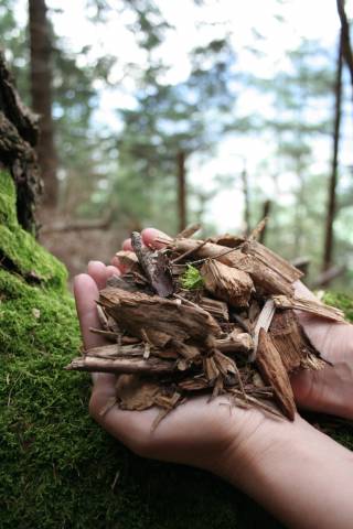 <p><em>Holz ist ein regionaler, nachwachsender Rohstoff. Dieser wird in den Kraftwerken von SYNCRAFT feinstaub- und rückstandsfrei in saubere Energie umgewandelt. Foto: SYNCRAFT</em></p>