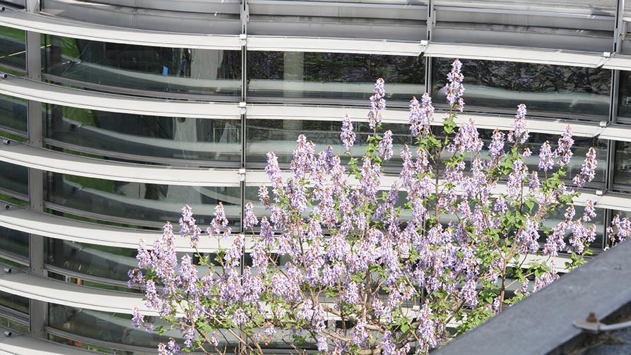 View of the SOWI building with a tree full of blossoms