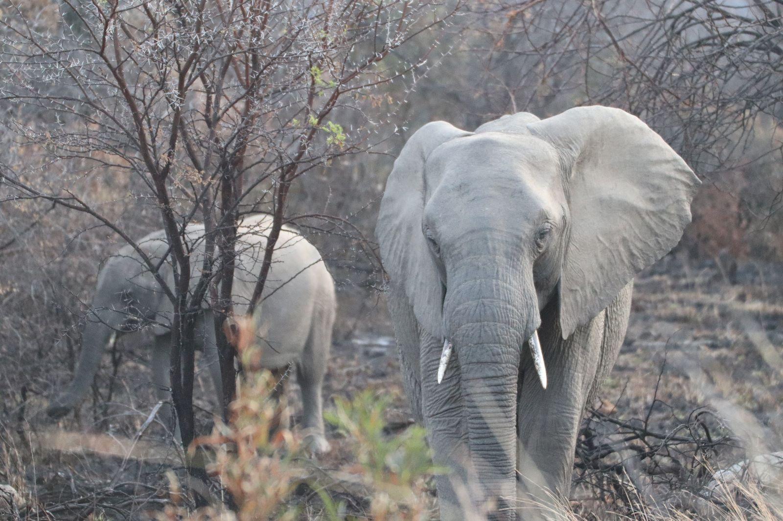 <p>Eindrücke aus dem Auslandssemester in Pretoria/Südafrika ©Eva-Maria Franke</p>