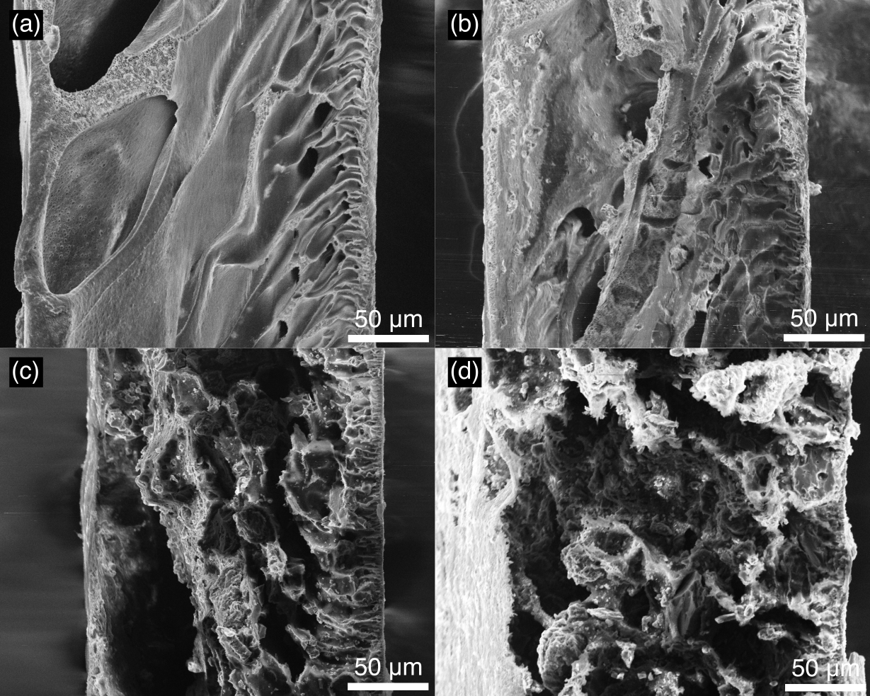 <p><em>Rasterelektronenmikroskopaufnahme von „Activated Membranes“ mit steigendem Aktivkohlegehalt. Foto: MCI.</em></p>