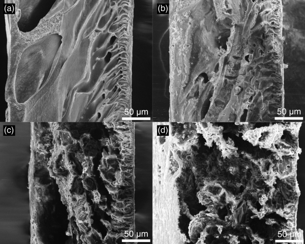<p><em>Rasterelektronenmikroskopaufnahme von „Activated Membranes“ mit steigendem Aktivkohlegehalt. Foto: MCI.</em></p>