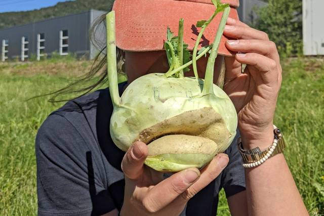 <p>Bei der Ernte: Kohlrabi mit Schorf © Pascale Rohrer  </p><p><em> </em></p>