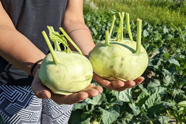 <p>Größenvergleich von Kohlrabi am Feld © Pascale Rohrer  </p><p><em> </em></p>