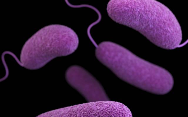 <p>Das Bakterium<em> Ideonella sakaiensis</em> ist in der Lage, den Kunststoff Polyethylenterephthalat vollständig zu verstoffwechseln. ©Unsplash</p><p><em> </em></p>