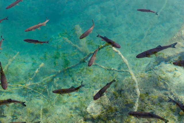 <p><em>Fische in natürlichem Gewässer © unsplash</em></p>