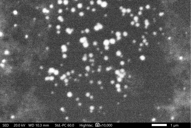 <p><em><em>Rasterelektronenmikroskop-Aufnahme von biosynthetisierten Silber-NP zur morphologischen Charakterisierung des generierten Nanomaterials © MCI / Colleselli</em></em></p>