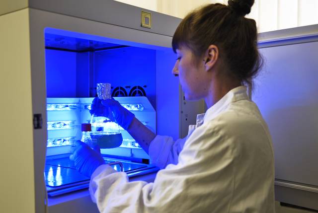 <p><em>Licht als Werkzeug in der NP-Manufaktur. Der Einfluss von Licht definierter Wellenlängen auf die biogene NP-Formation wird anhand neuartiger LED-Bestrahlungssysteme untersucht </em><em>© MCI / Barbara Koller <br /></em></p>