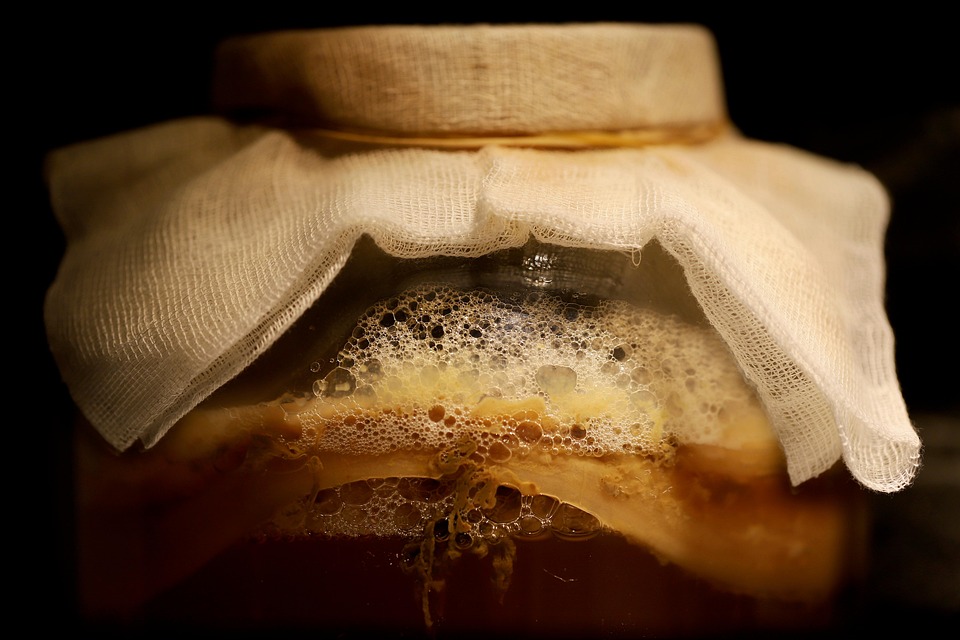 <p>Stock photo of a SCOBY ©Pixabay</p>