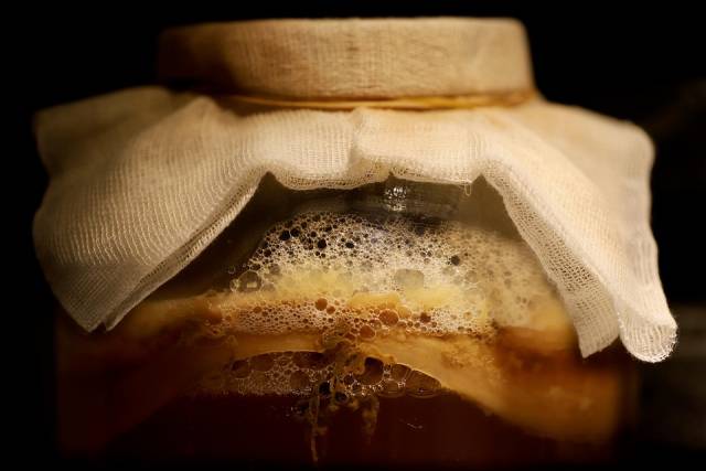 <p>Stock photo of a SCOBY ©Pixabay</p>