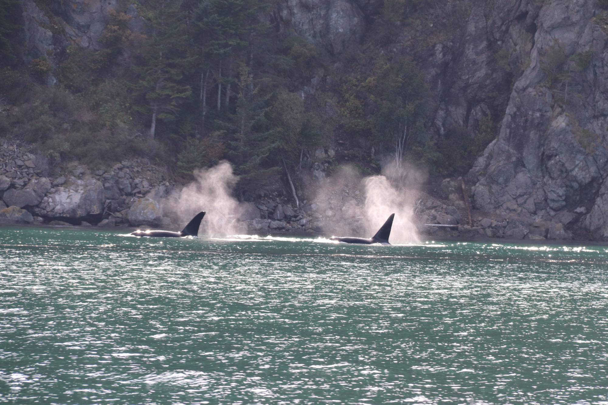 <p>Lili Anna was amazed by the nature in British Columbia ©Lili Anna Pellizzari</p>