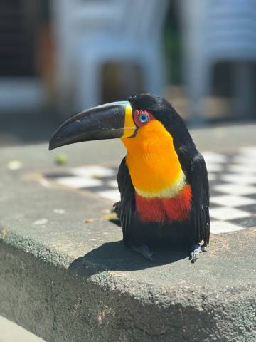 <p>Eindrücke aus dem Auslandssemester in Rio de Janeiro ©Janina Dill</p>