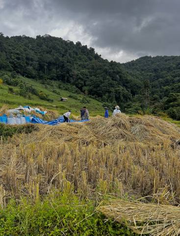 <p>Die atemberaubende Natur im Norden Thailands mit üppigen Reisfeldern und idyllischen Kaffeewäldern © Taferner</p>