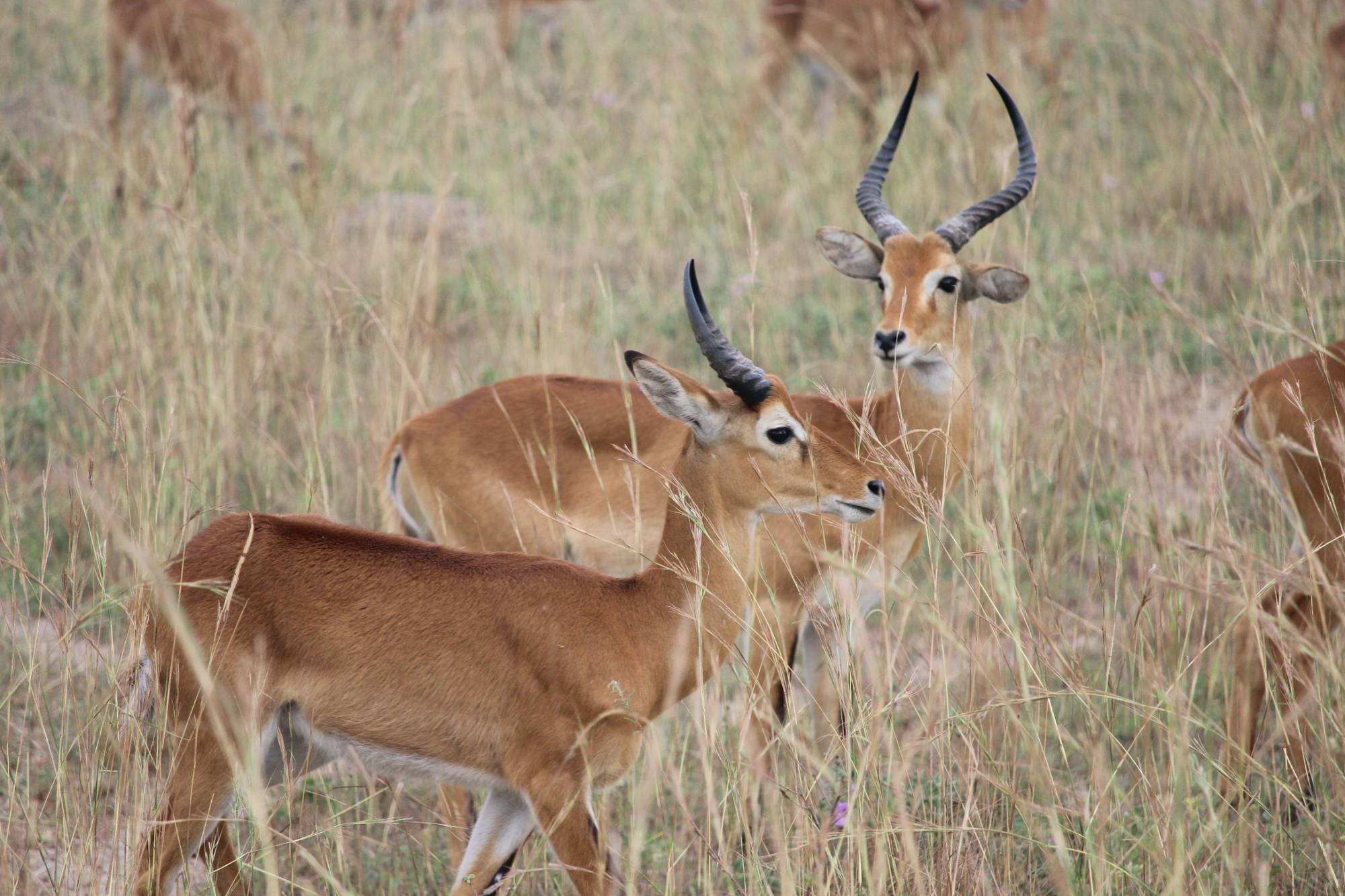 <p>Uganda-Grasantilopen bei der Safari Tour ©Neubrand</p>