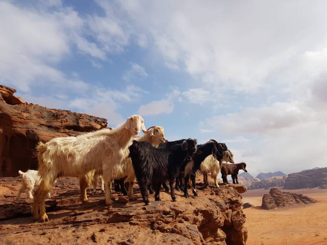<p>Tagesausflug nach Jordanien <span style=