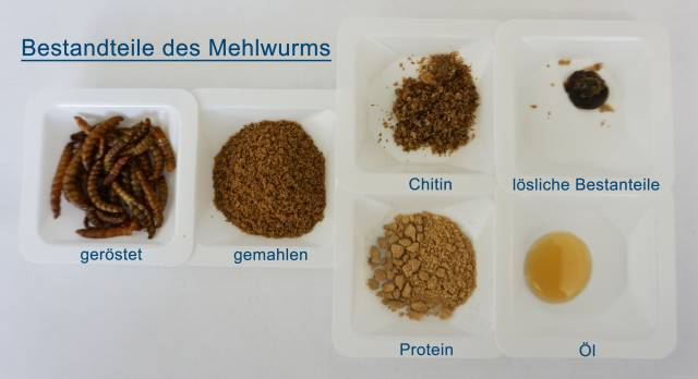 Technofunctional properties of the mealworm protein